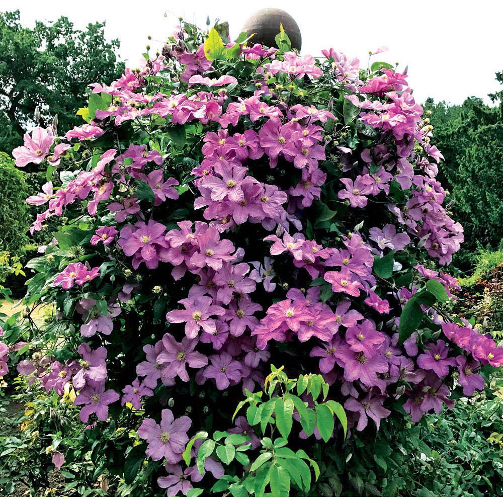 YouGarden Clematis Patio Pompeii Boulevard Plant Pot 10.5cm 3 Pack Image 1