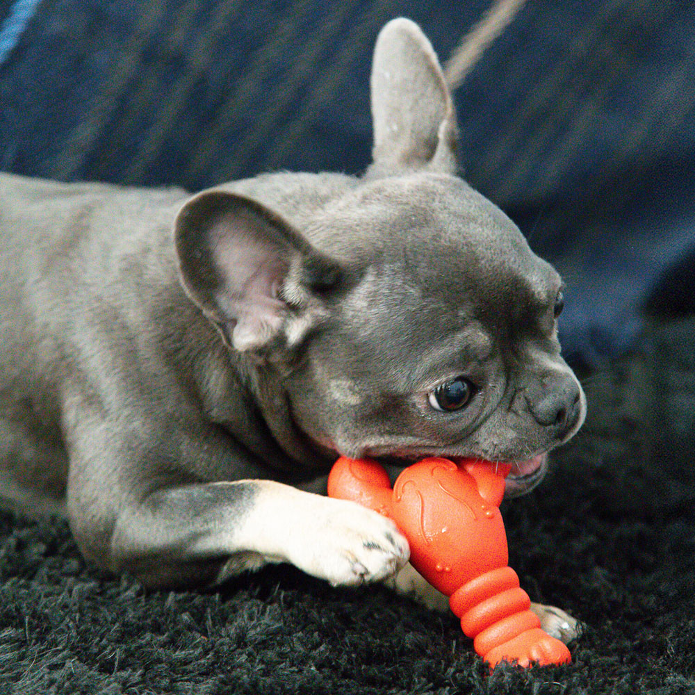 Nylabone Lobster Filet Mignon Dog Chew Toy Orange Image 2