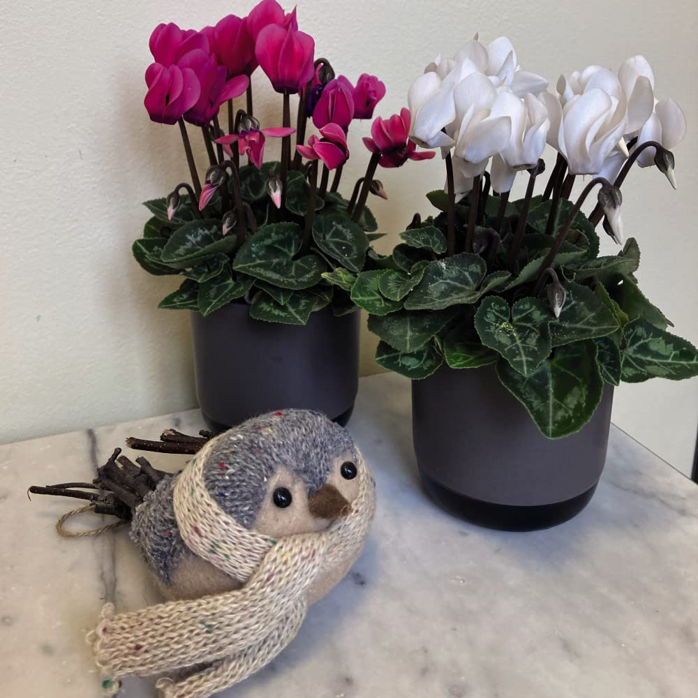 Thompson and Morgan Christmas Gift Cyclamen Duo Plant Pot Image 2
