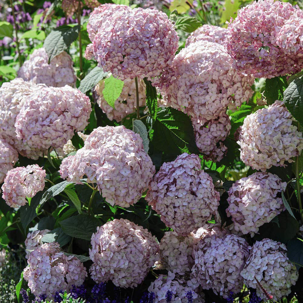 Thompson and Morgan Hydrangea Arb Candybelle Bubblegum Plant Pot 9cm 2 Pack Image 4