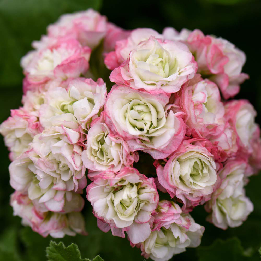 Thompson and Morgan Geranium Zonal Appleblossom Jumbo Plug Plant 5 Pack Image 2