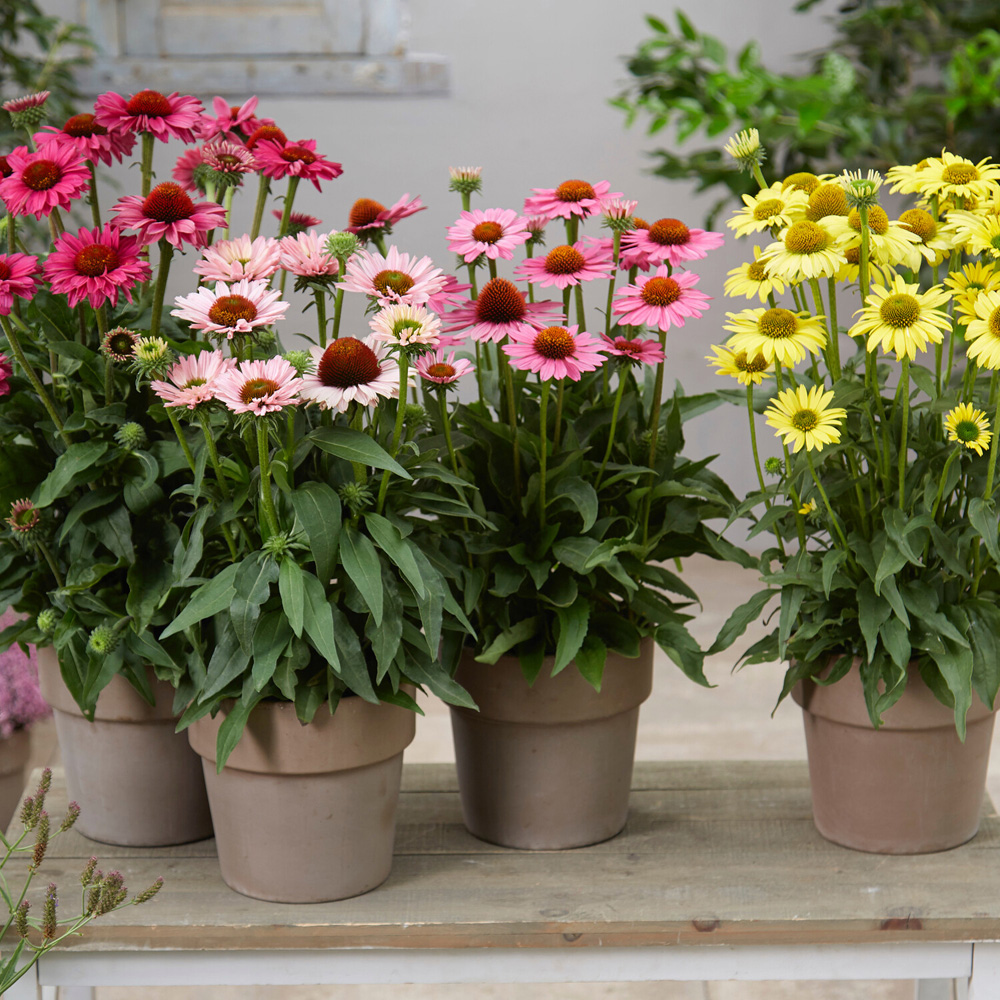 Echinacea Sunseeker Plant Image 1