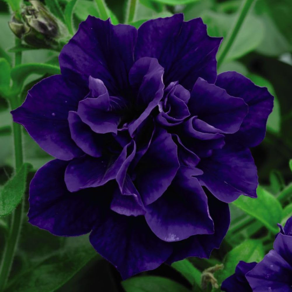 Thompson and Morgan Petunia Tumbelina Frills and Spills Belinda Postiplugs 5 Pack Image 1