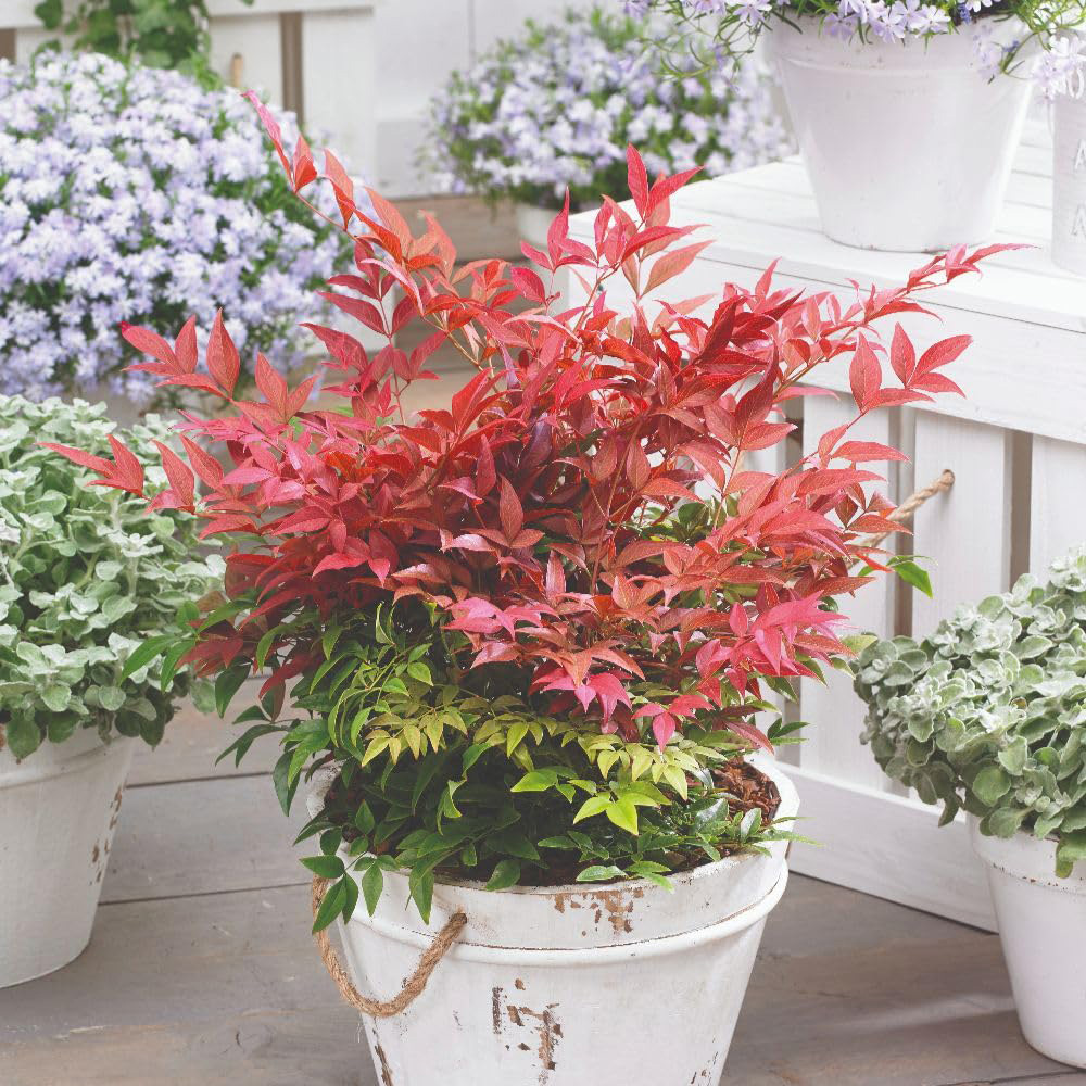 Thompson and Morgan Nandina Obsessed Plant in Pot 9cm 3 Pack Image 2