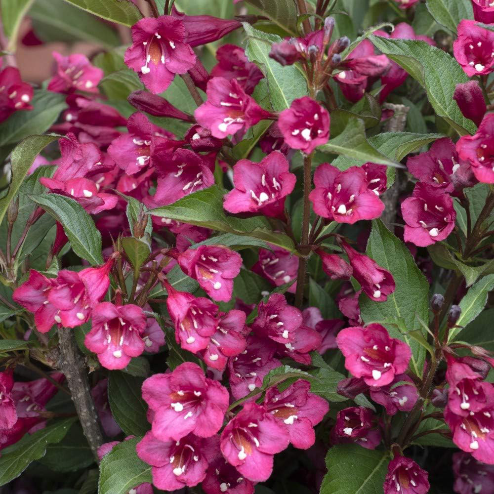 Thompson & Morgan Weigela Towers of Flowers Cherry Plant Pot 9cm Image 1