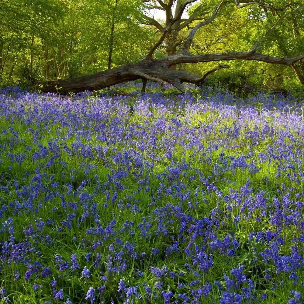 Thompson and Morgan English Bluebell Hyacinthoides Non-Scripta Autumn Planting Bulb 32 Pack Image 7