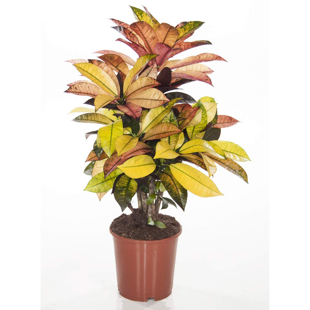 Thompson and Morgan Codiaeum Variegatum Pictum Mrs Iceton Potted Plant 21cm Image 2