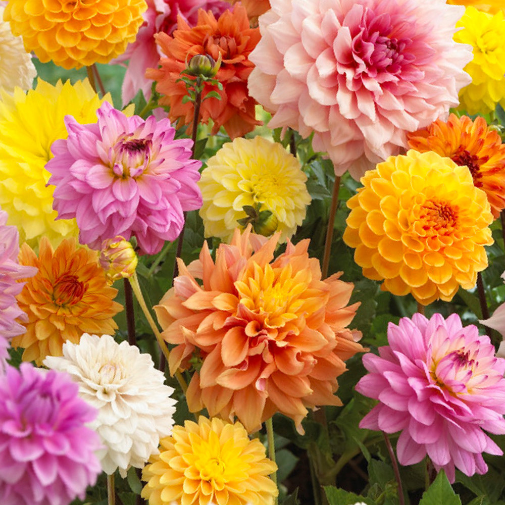 YouGarden Dahlia Patio Choice Mixed Tuber 10 Pack Image 1