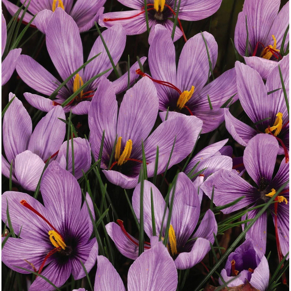 Thompson and Morgan Crocus Saffron Sativus Planting Bulb 80 Pack Image 2