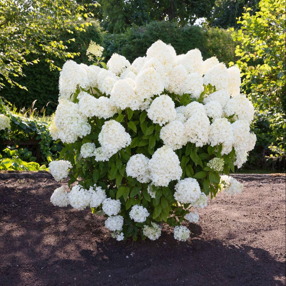 Thompson & Morgan Hydrangea Paniculata Living Summer Snow Plant Pot 12cm Image 2