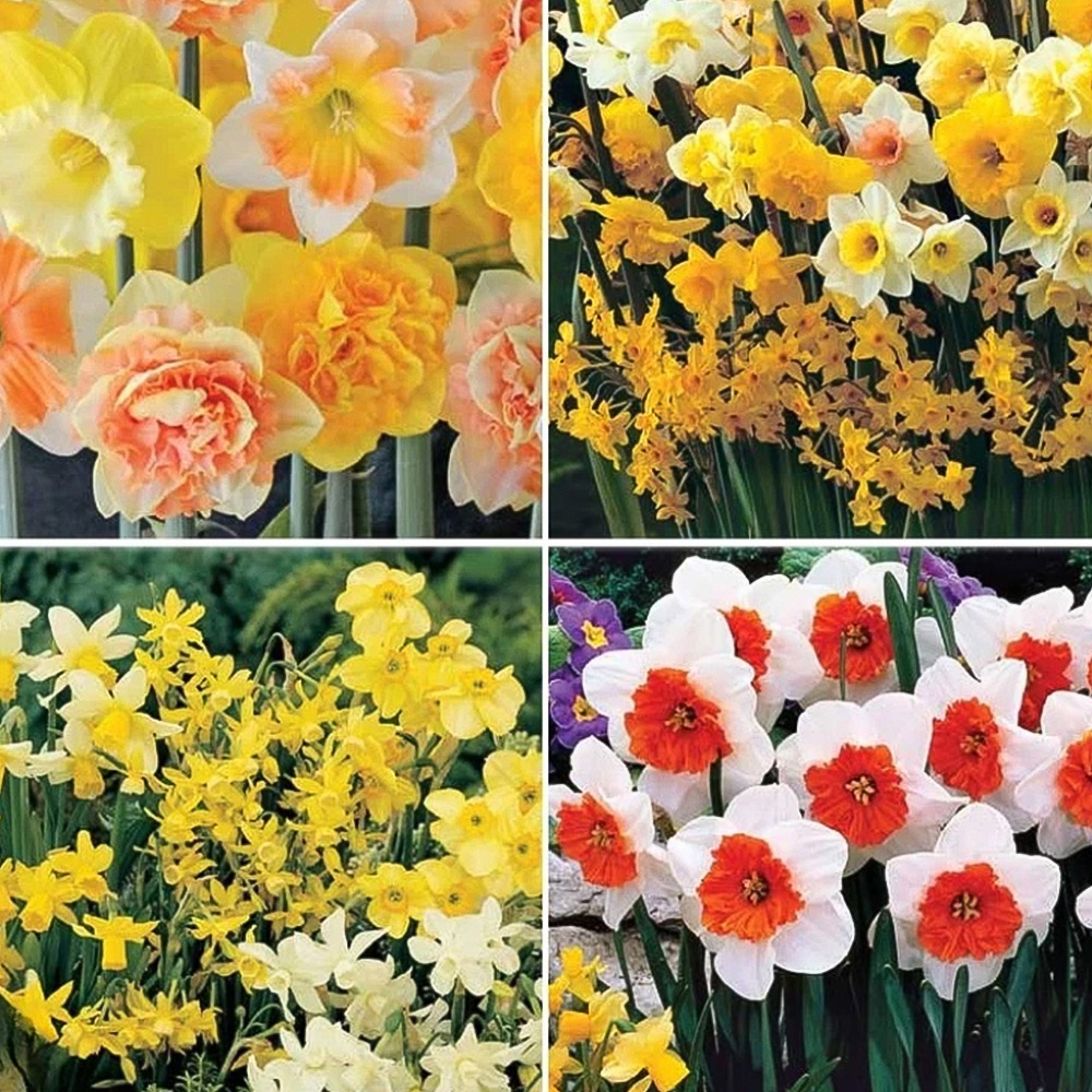 Thompson and Morgan Daffodil Ultimate Collection Planting Bulb 56 Pack Image 1