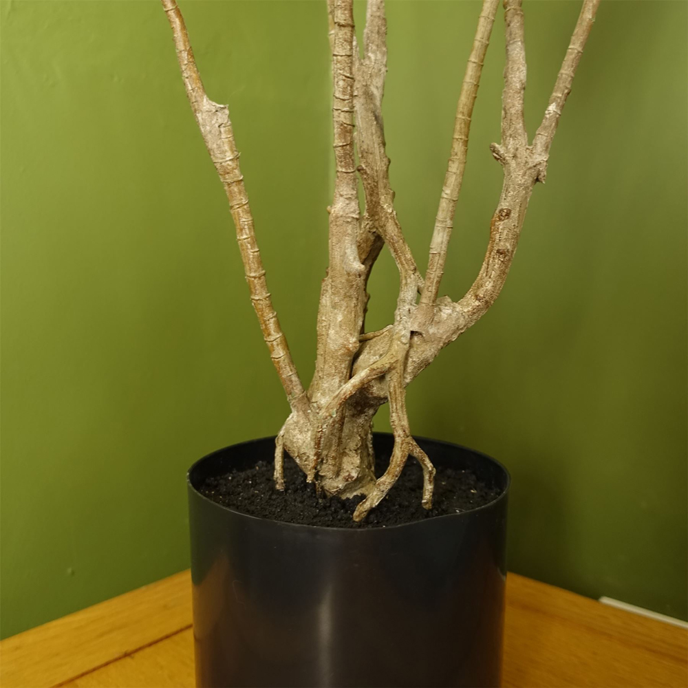 Botanik Dracaena Dragon Artificial Tree in Pot 4ft Image 6