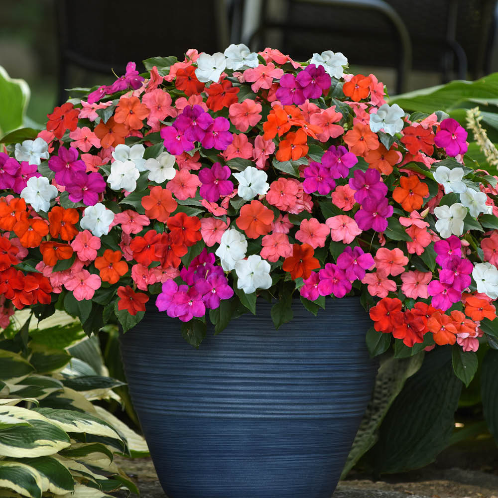 YouGarden Ultimate Bedding Pro Plug 120 Pack Image 3