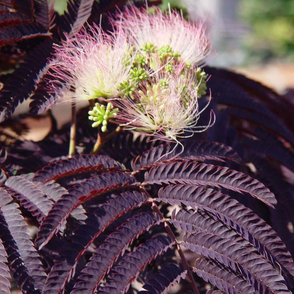 Thompson and Morgan Albizia Julibrissin Summer Chocolate Plant Pot 10L Image 1