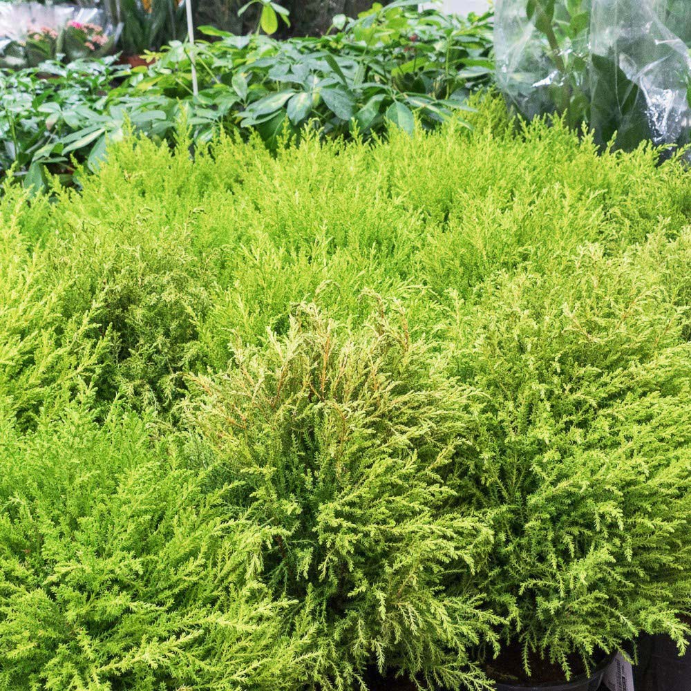 Thompson and Morgan Cupressus Goldcrest Wilma Plant Pot 10.5cm Image 6