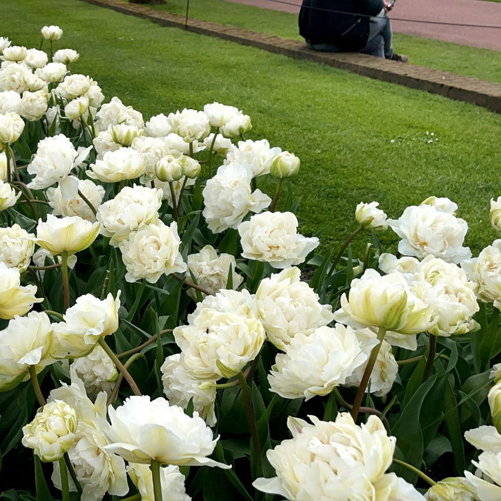 Thompson and Morgan Tulip Super Scented Collection Planting Bulb 64 Pack Image 3
