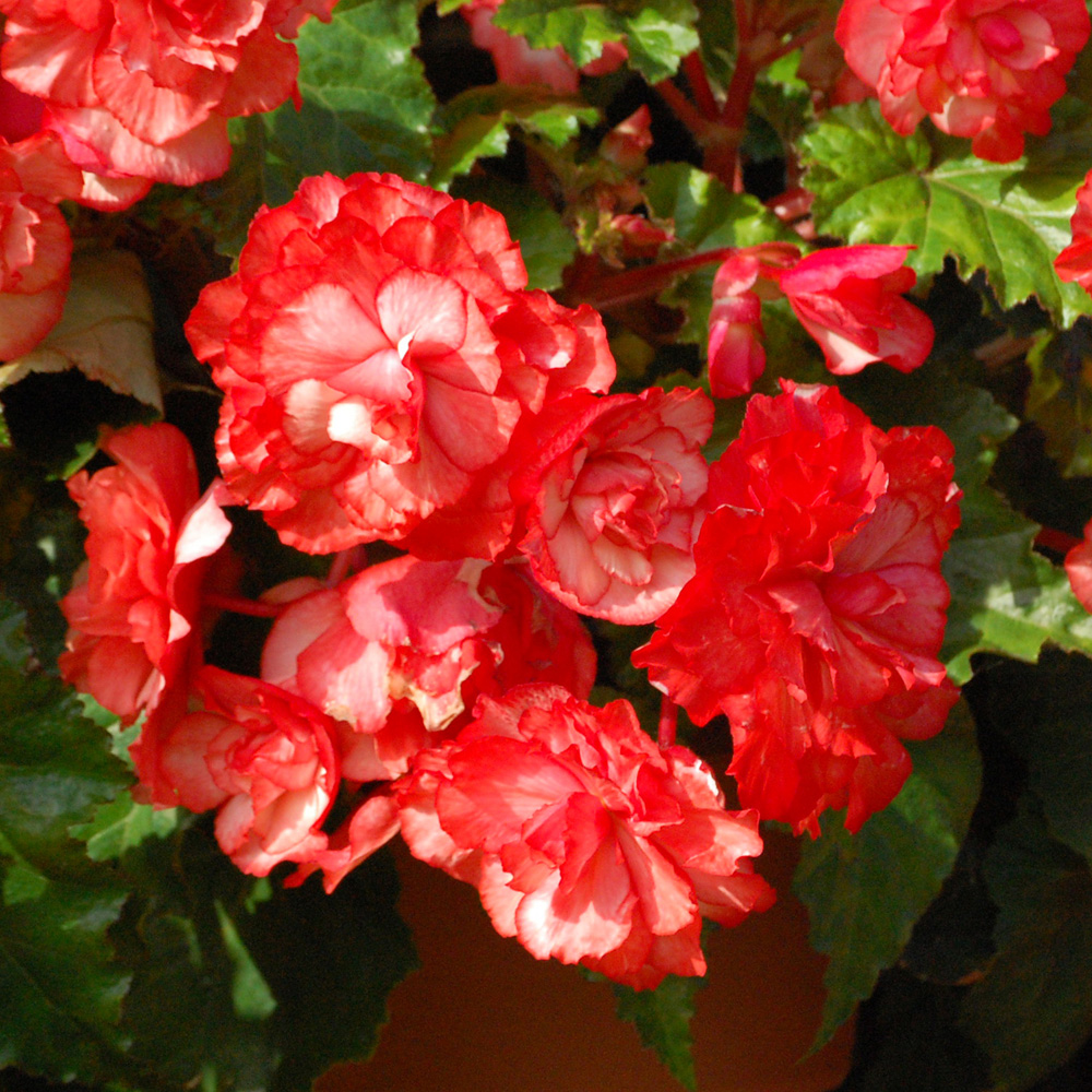 YouGarden Belgian Trailing Giant Begonia Tuber 10 Pack Image 1