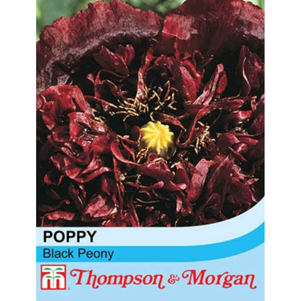 Thompson & Morgan Poppy Black Peony Seeds Image 2