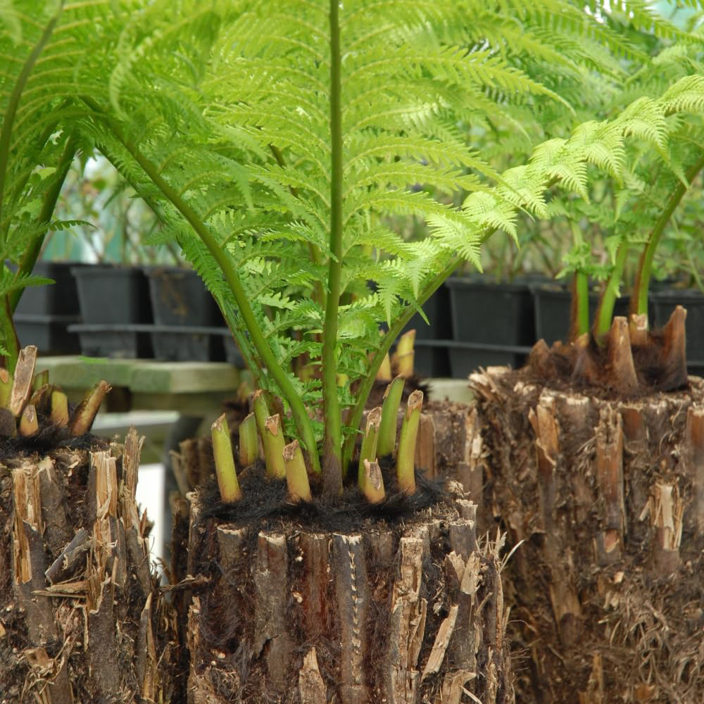 Thompson and Morgan Dicksonia Antarctica Australian Fern Tree Trunk 2ft Image 2