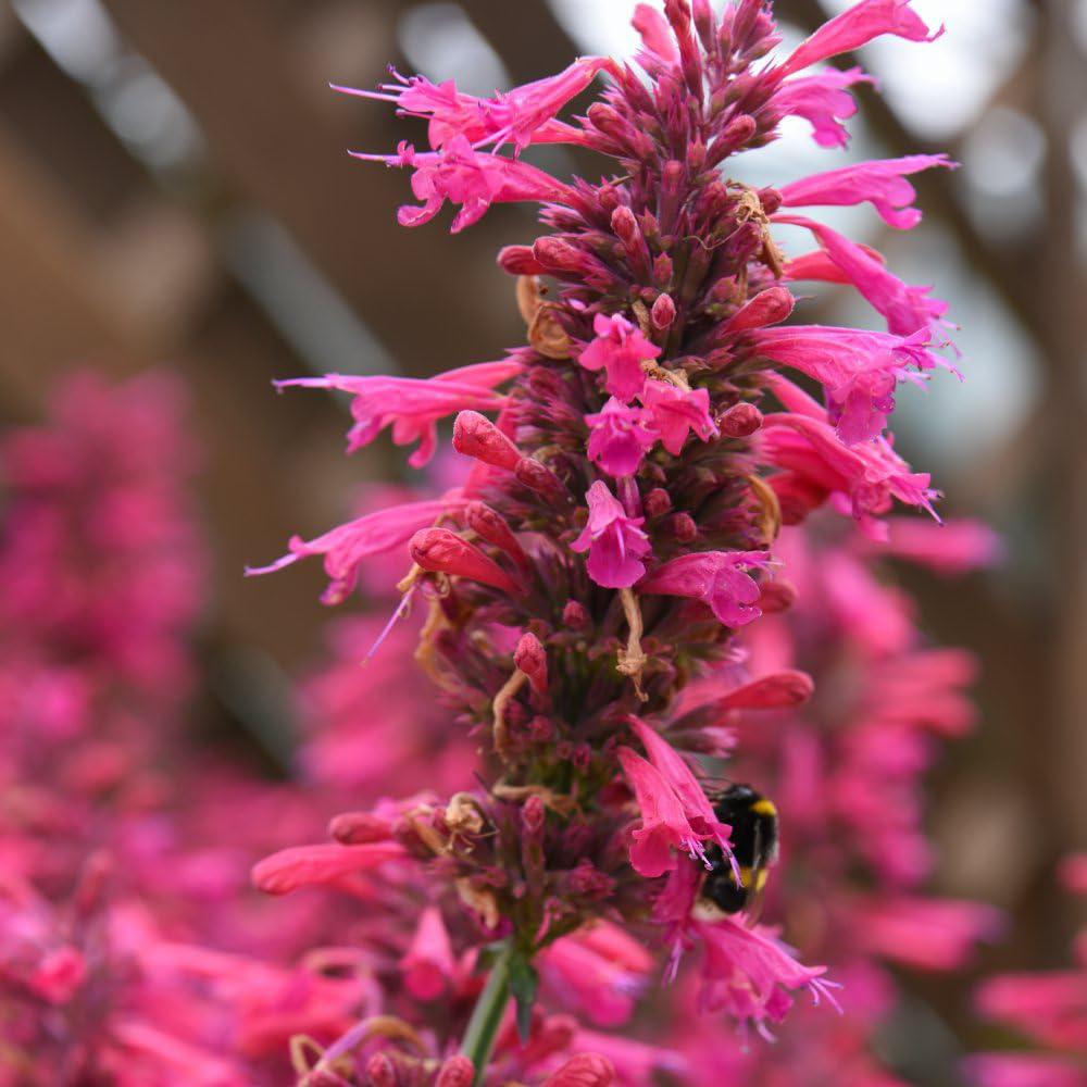 Thompson and Morgan Agastache Hybrid Morello Plant Pot 3L Image 3