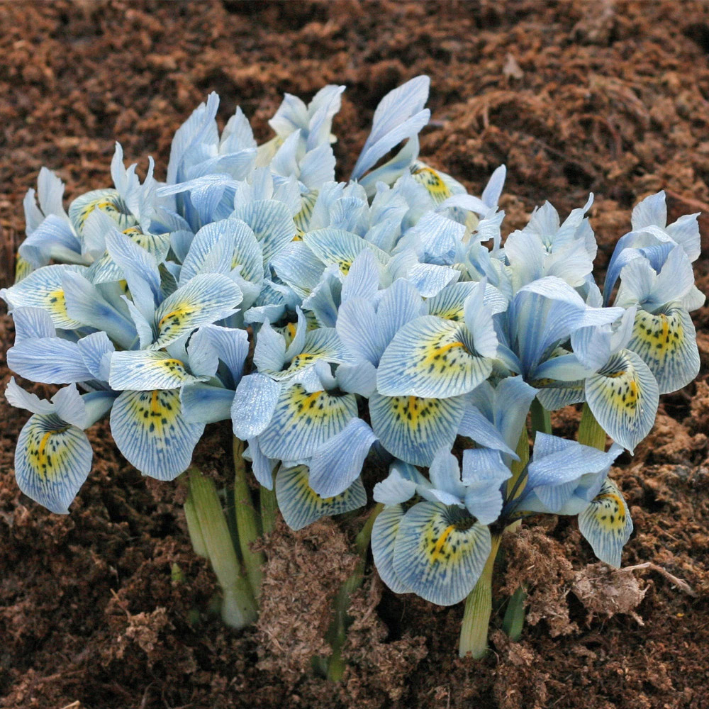Thompson and Morgan Iris Katharine Hodgkin Autumn Planting Bulb 8 Pack Image 5