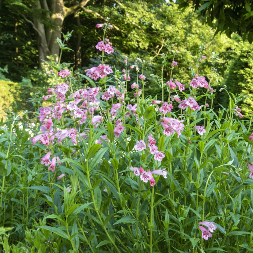 Thompson and Morgan Penstemon Icecream Strawberries and Cream Jumbo Plug Plant Image 2