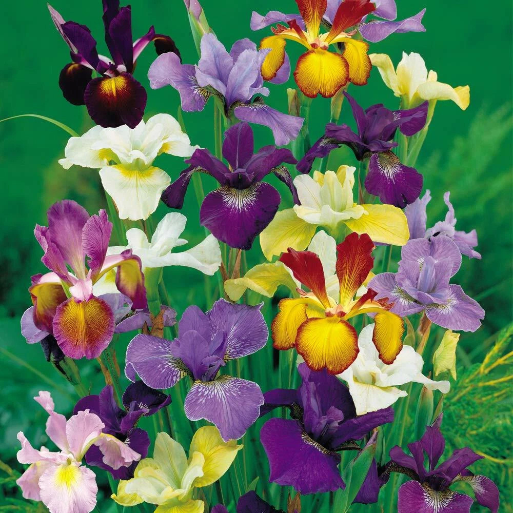 Thompson and Morgan Iris Metallic Mixture Autumn Planting Bulb 80 Pack Image 5