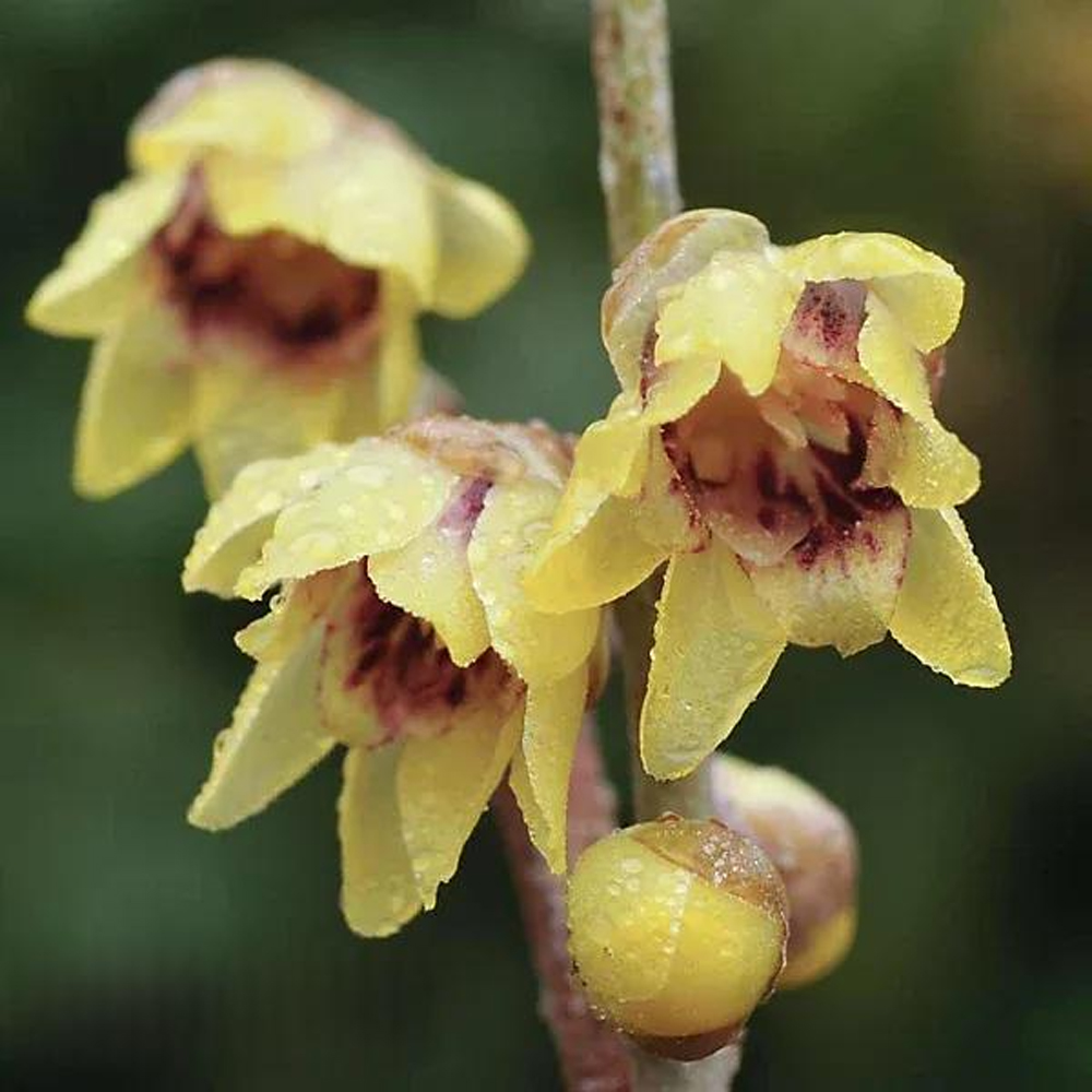 Thompson & Morgan Chimonanthus Praecox Wintersweet Plant Pot 9cm 2 Pack Image 1
