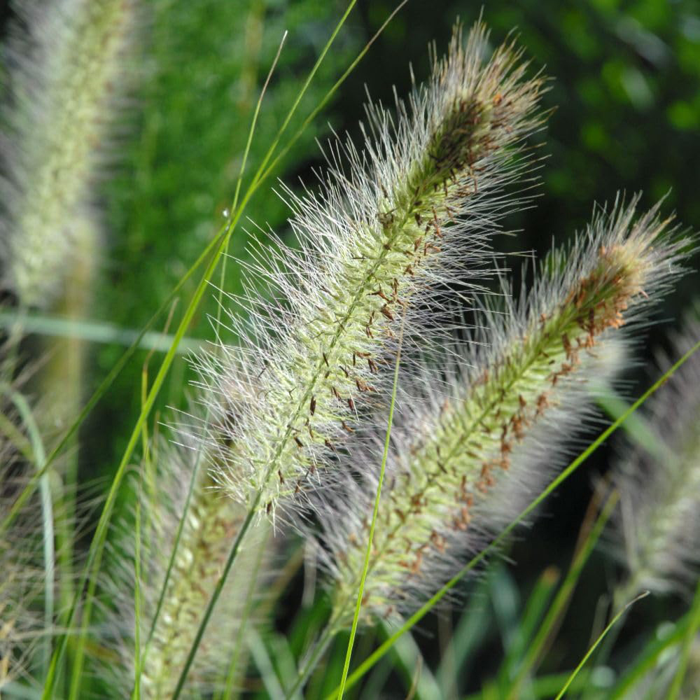 Thompson and Morgan Pennisetum Alopecuroides Hameln Plant Pot 12cm 2 Pack Image 1