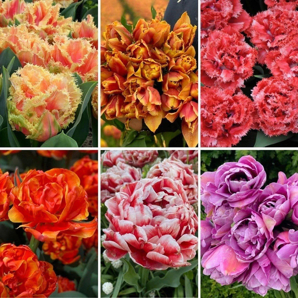 Thompson and Morgan Tulip Doubles Collection Planting Bulb 60 Pack Image 1