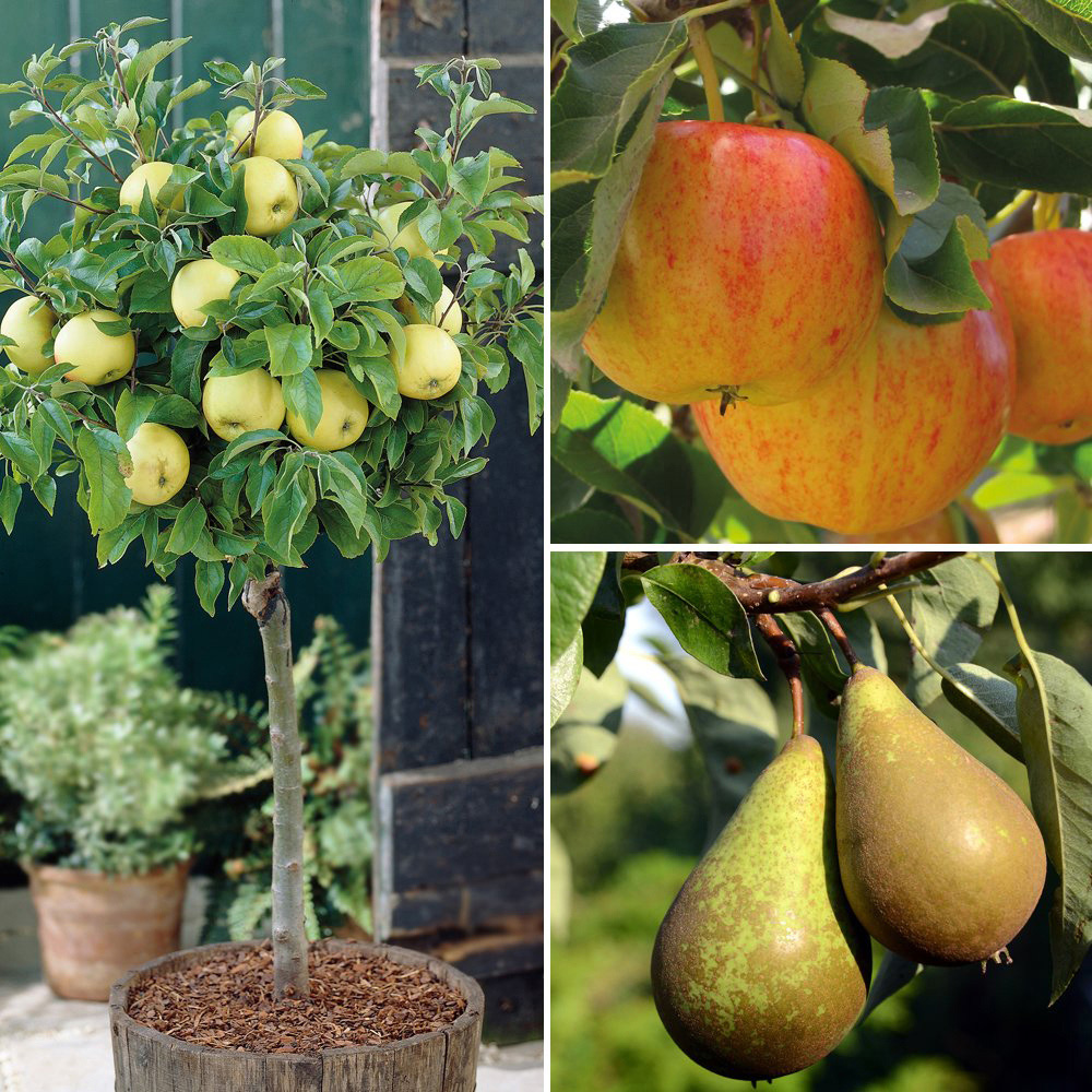 Thompson and Morgan Fruit Miniature Tree Collection Pot 9cm 3 Pack Image 1
