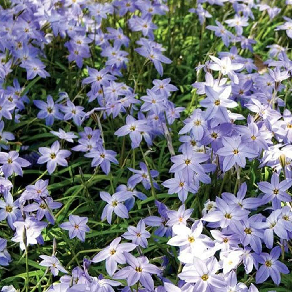 Thompson and Morgan Ipheion Mixed Spring Planting Bulb 20 Pack Image 2
