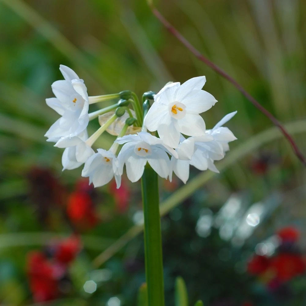 Thompson and Morgan Daffodil Papyraceus Planting Bulb 16 Pack Image 8
