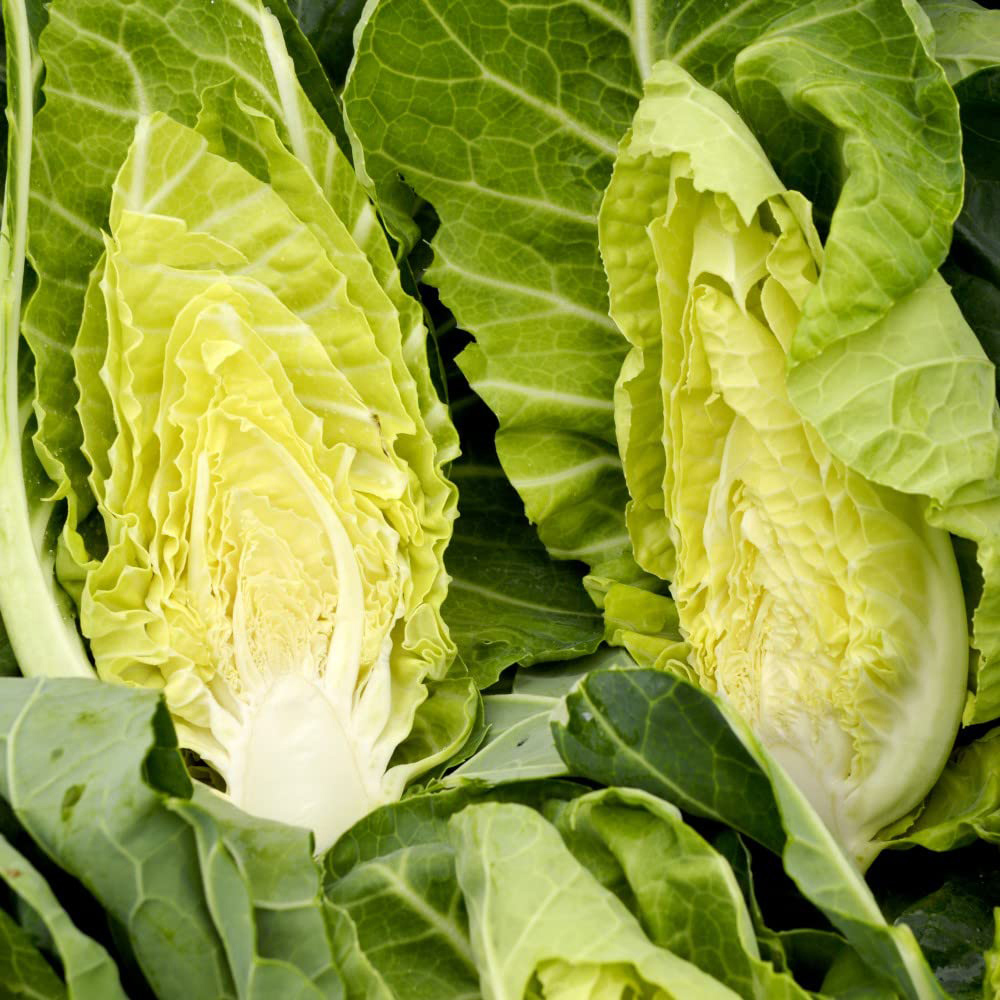 Thompson and Morgan Cabbage Summer Jewel F1 Hybrid Seeds Image 3