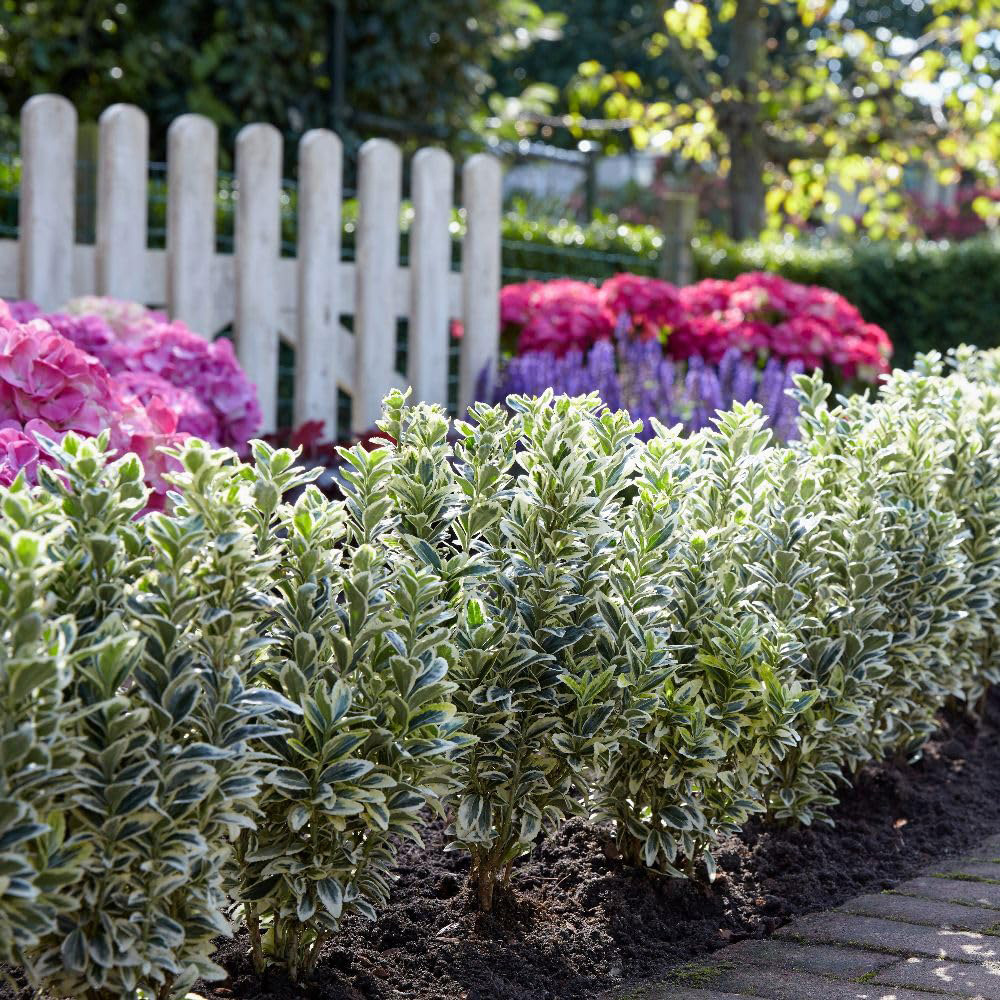 Thompson and Morgan White Spire Euonymus Japonicus Plant in Pot 3L Image 4