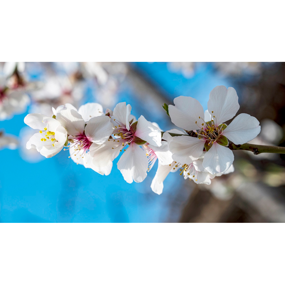 Inspirational Gifting Wild Cherry Bare Root Hedge Plant Saplings 2-3ft 10 Pack Image 5