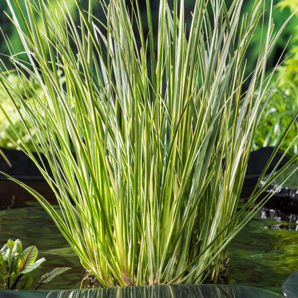 Thompson and Morgan Acorus Gramineus Variegatus Plant Pot 1L 3 Pack Image 2