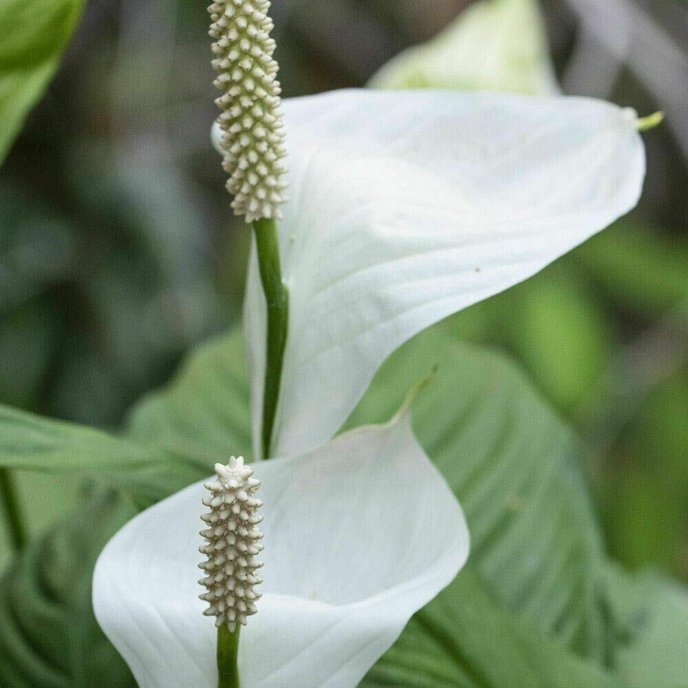 Thompson and Morgan Spathiphyllum Peace Lily Torelli Plant in Pot 9cm 3 Pack Image 6