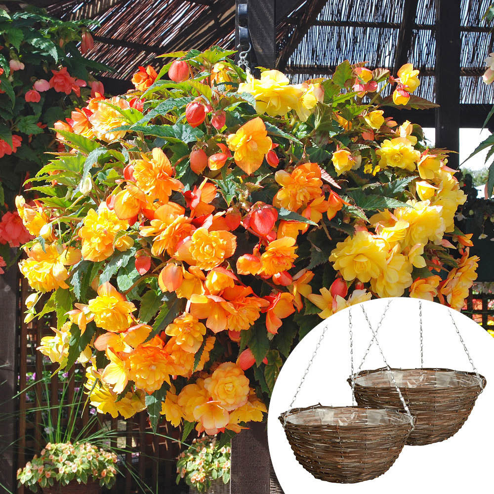 YouGarden Preplanted Begonia Apricot Shades Rattan Hanging Basket 28cm 2 Pack Image 2