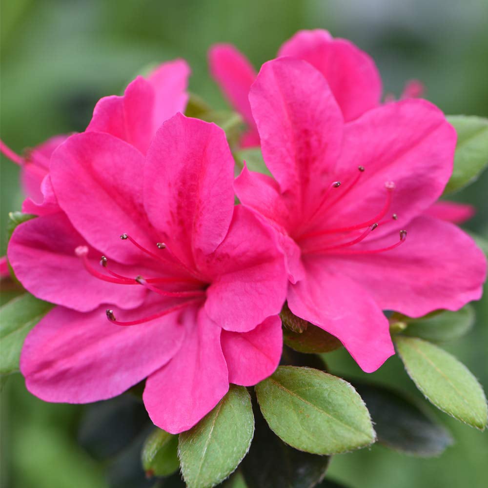 Thompson and Morgan Azalea Dwarf Pink Plant Pot 9cm Image 1