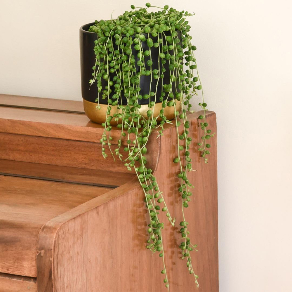 Thompson & Morgan Senecio String of Pearls Plant Pot 8cm Image 1