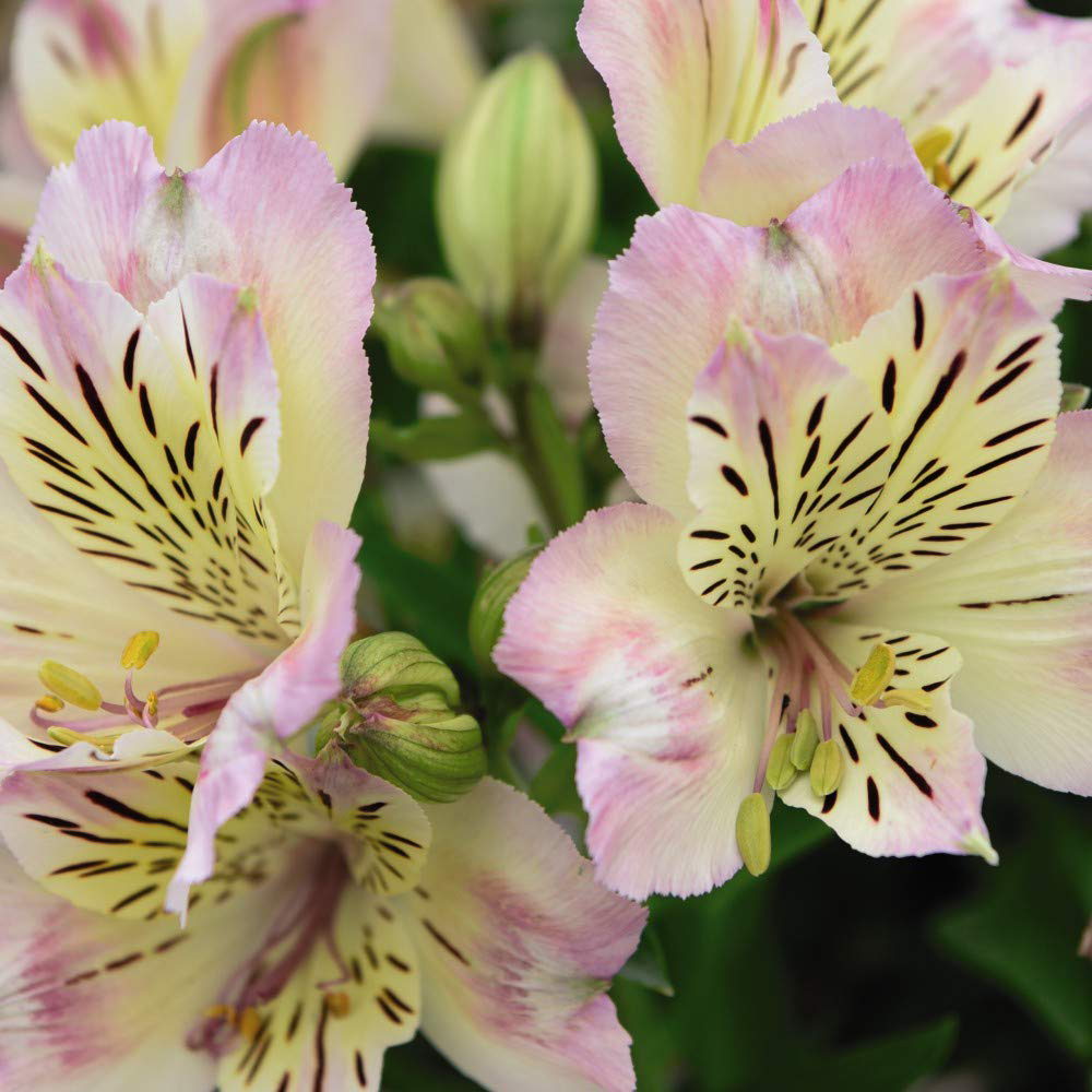 Thompson and Morgan Alstroemeria Valley Collection Jumbo Plugs 3 Pack Image 2