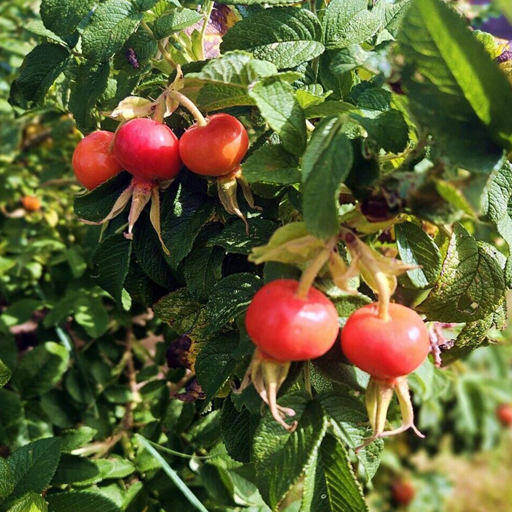 Inspirational Gifting Hedging Rose Red Bare Root Hedge Plant Sapling 30-60cm 5 Pack Image 4