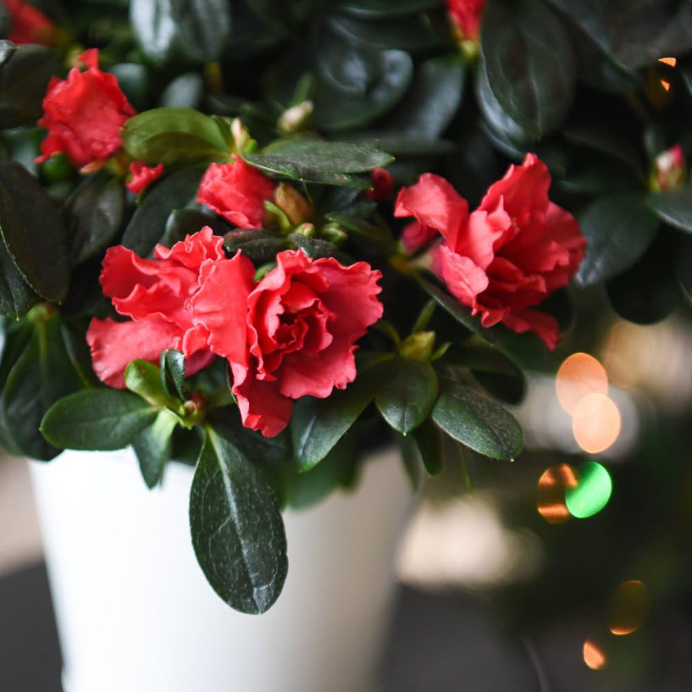 Thompson and Morgan Christmas Gift Azalea Simsii Hellmut Vogel Mixed Plant Pot 13cm Image 2