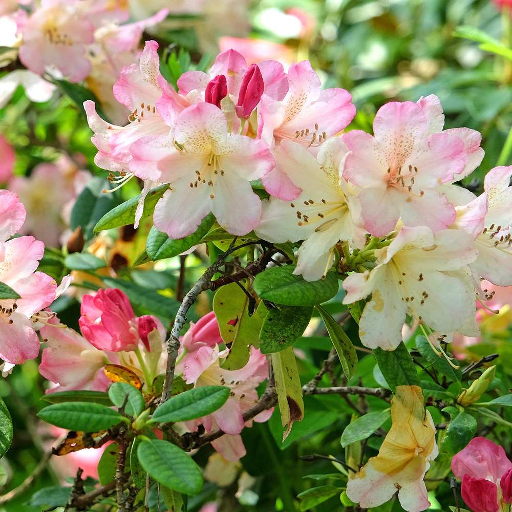 YouGarden Pink Rhododendron Hybrid Plant Pot 15cm Image 3