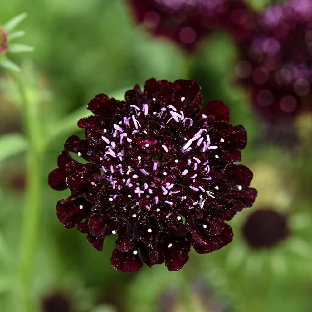 Thompson & Morgan Scabious Ace of Spades Seeds Image 1