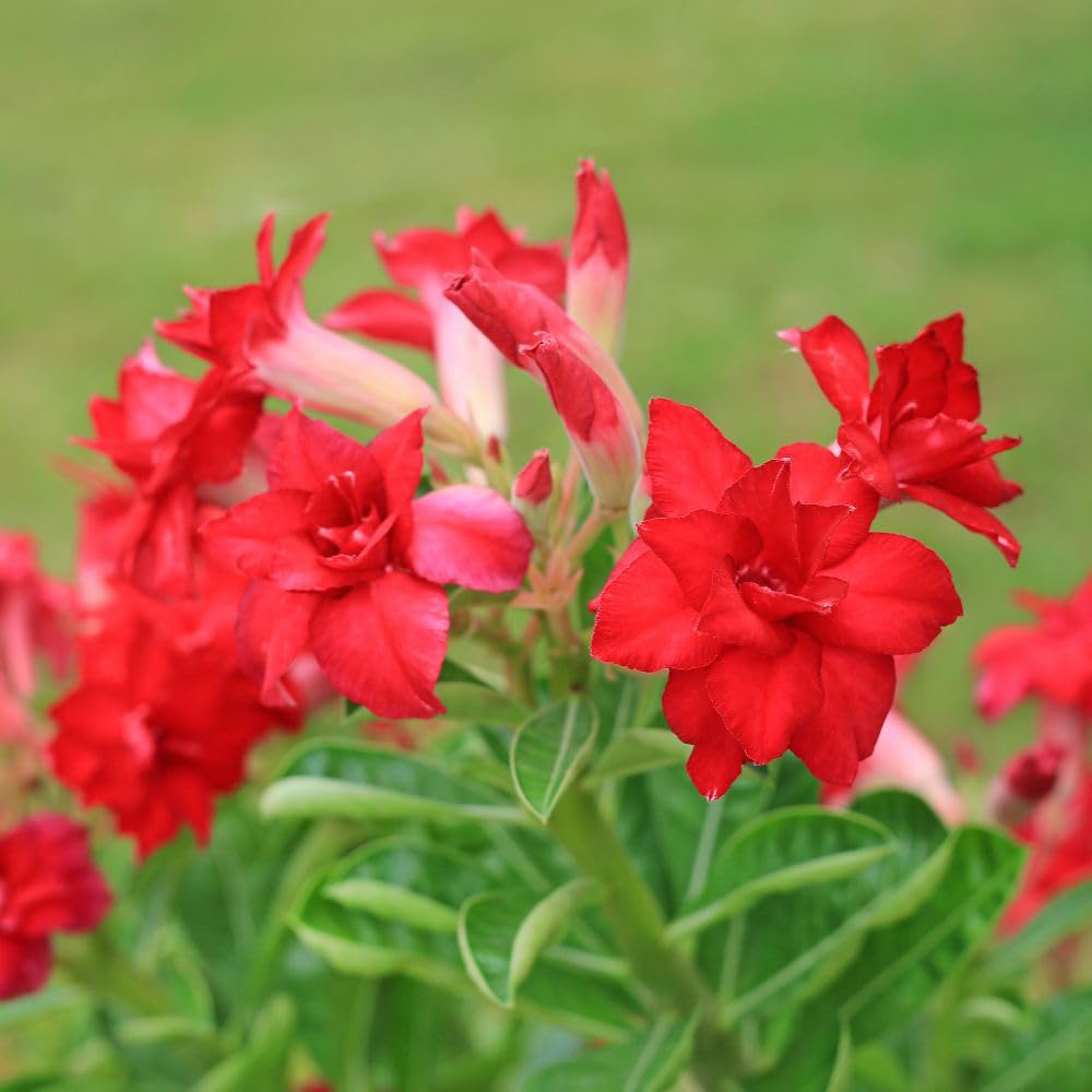 Thompson and Morgan Adenium Obesum Red Desert Rose Plant Pot 10.5cm Image 2