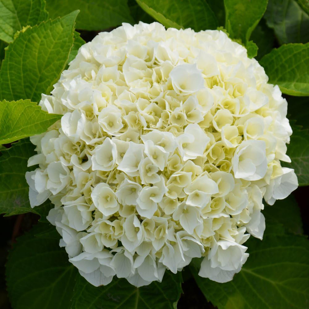 Thompson & Morgan Hydrangea Wudu Plant Pot 10.5cm 2 Pack Image 1