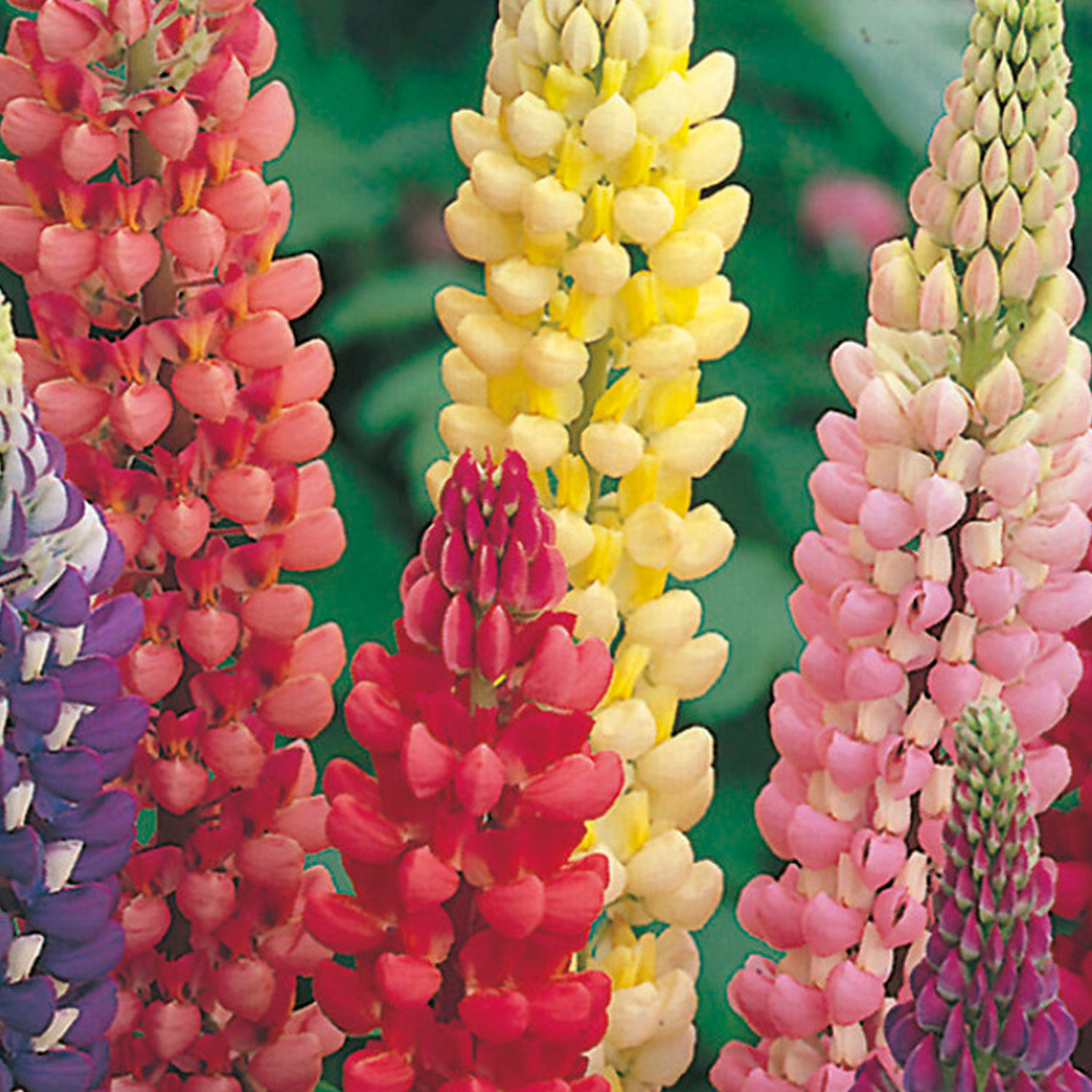 Johnsons Lupin Russell Mixed Flower Seeds Image 1