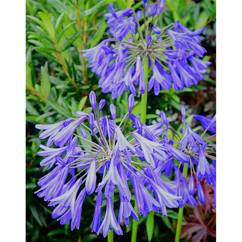 Thompson & Morgan Agapanthus Africanus His Majesty Plant Pot 3L Image 2